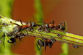 Ameisen-beim-Melken