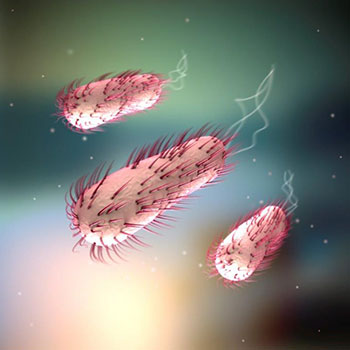 Escherichia coli Bakterien