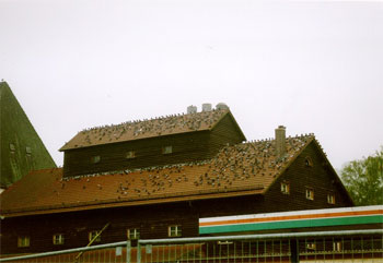 Massiver-Taubenbesatz-auf-einer-Lagerhalle