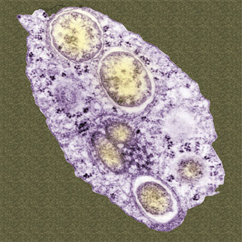 Wolbachia-Bakterium